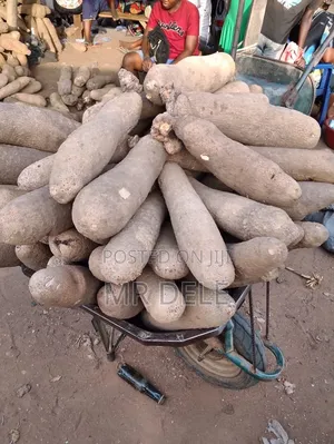 Benue Yam Yam Seedlings
