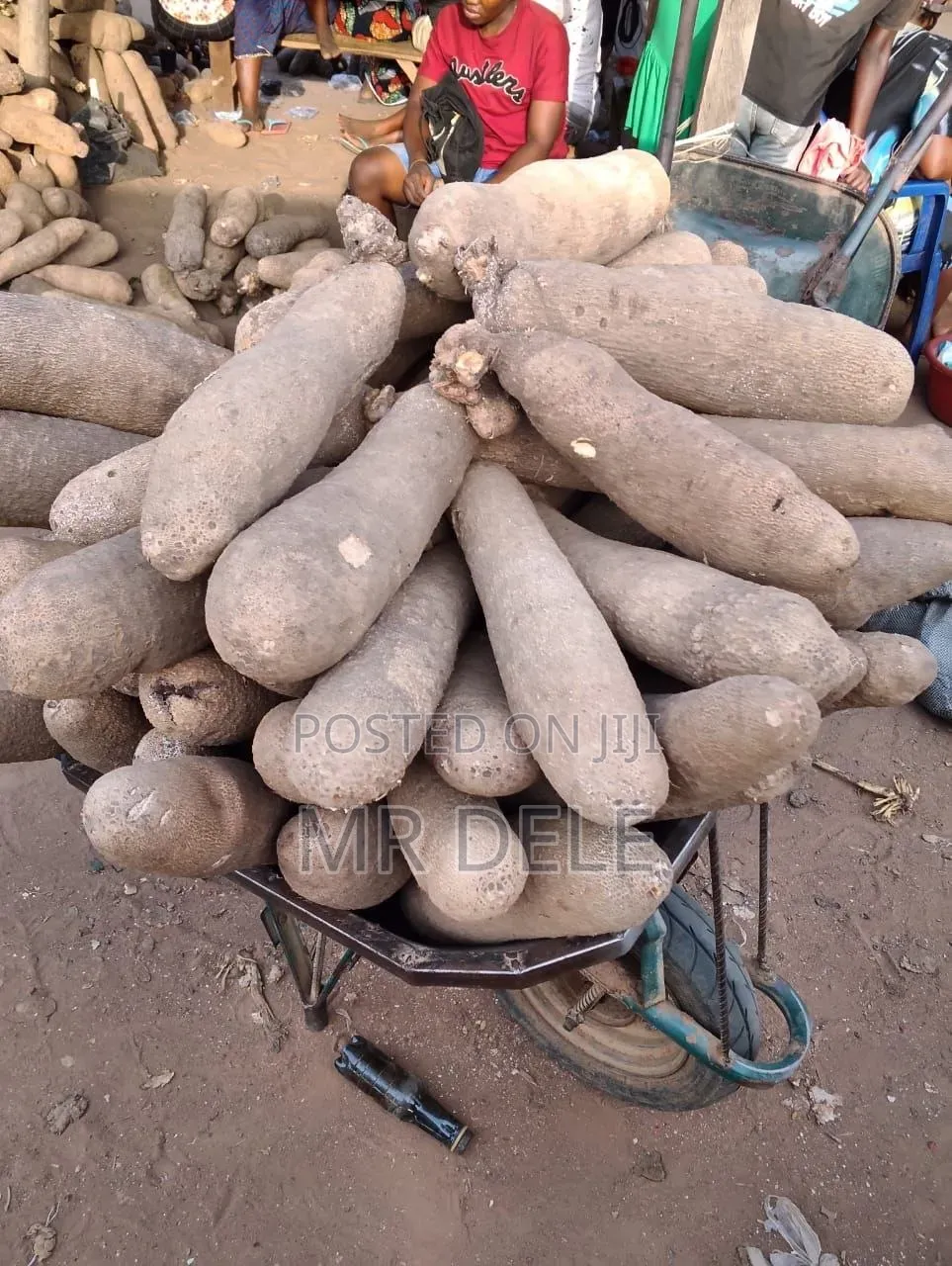 Benue Yam Tubers, Yam Seedlings
