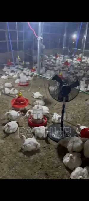 Frozen Chicken
