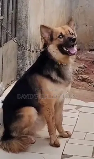 6-12 months Male Purebred German Shepherd