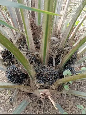 Hybrid Supergene Palm Seeds and Polythene Bags.