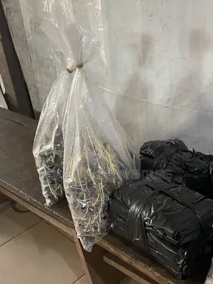 Hybrid Supergene Palm Seeds and Polythene Bags.
