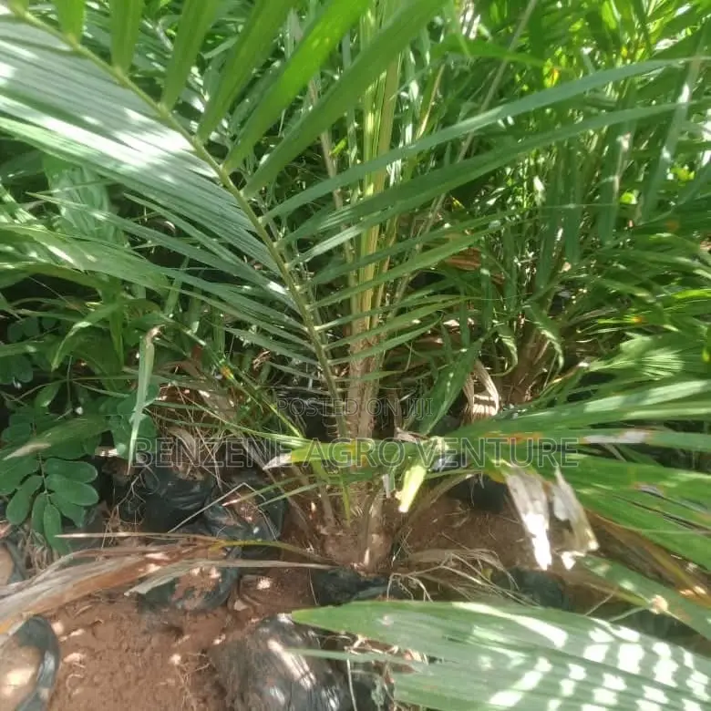 Tenera Palm Seedling.