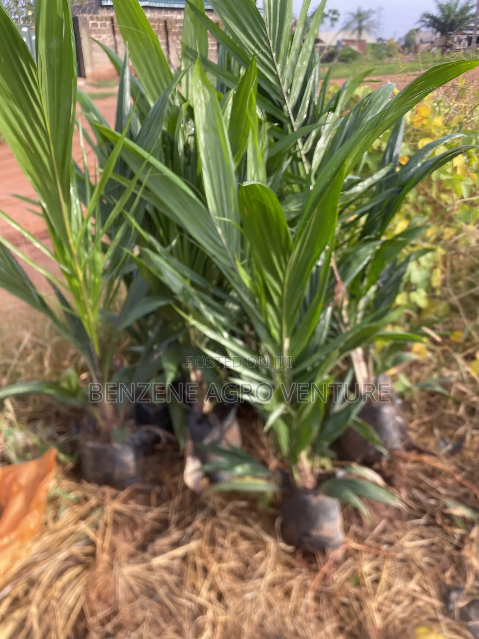 Tenera Palm Seedling.