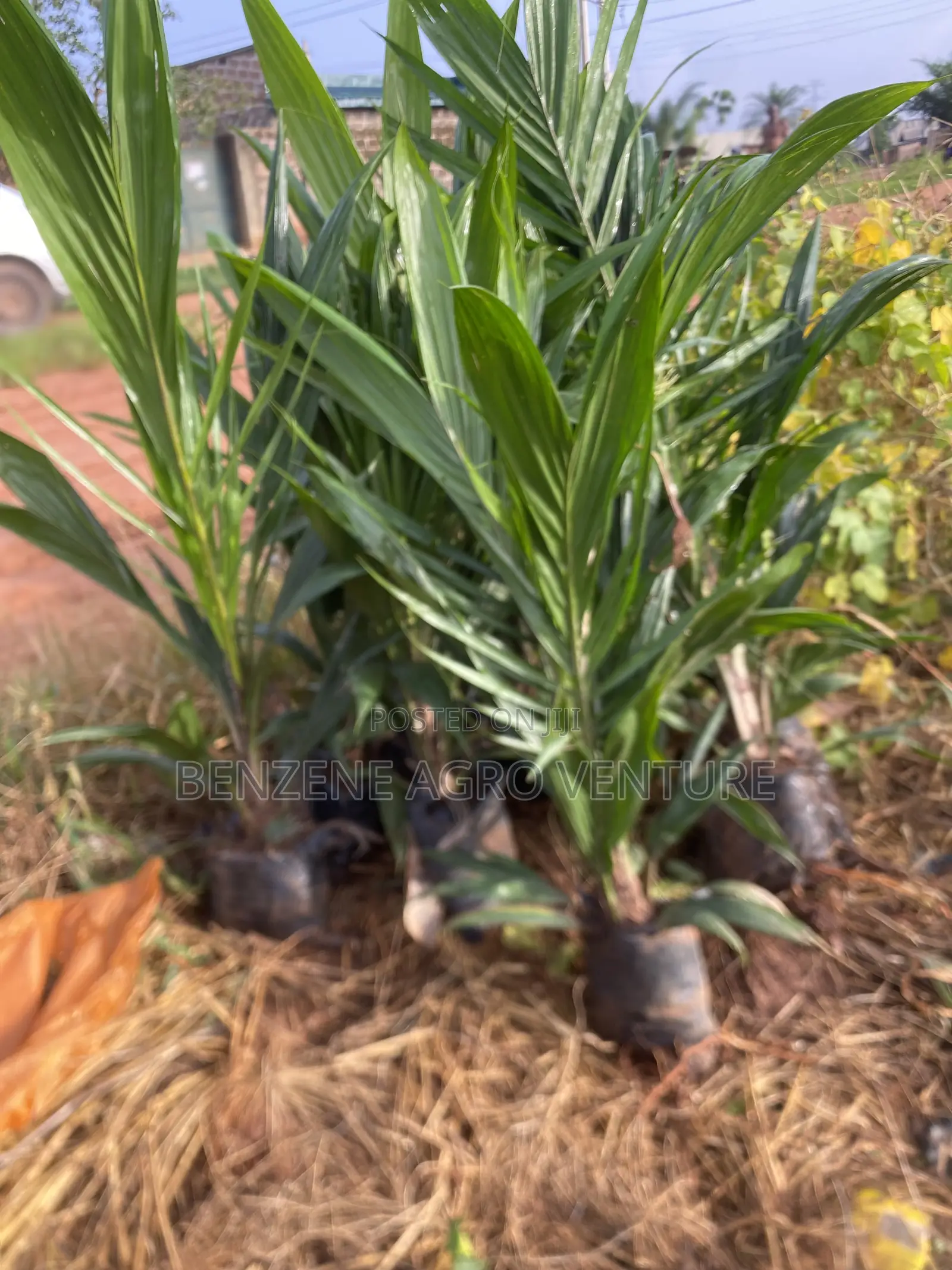 Tenera Palm Seedling.