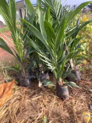 Tenera Palm Seedling.