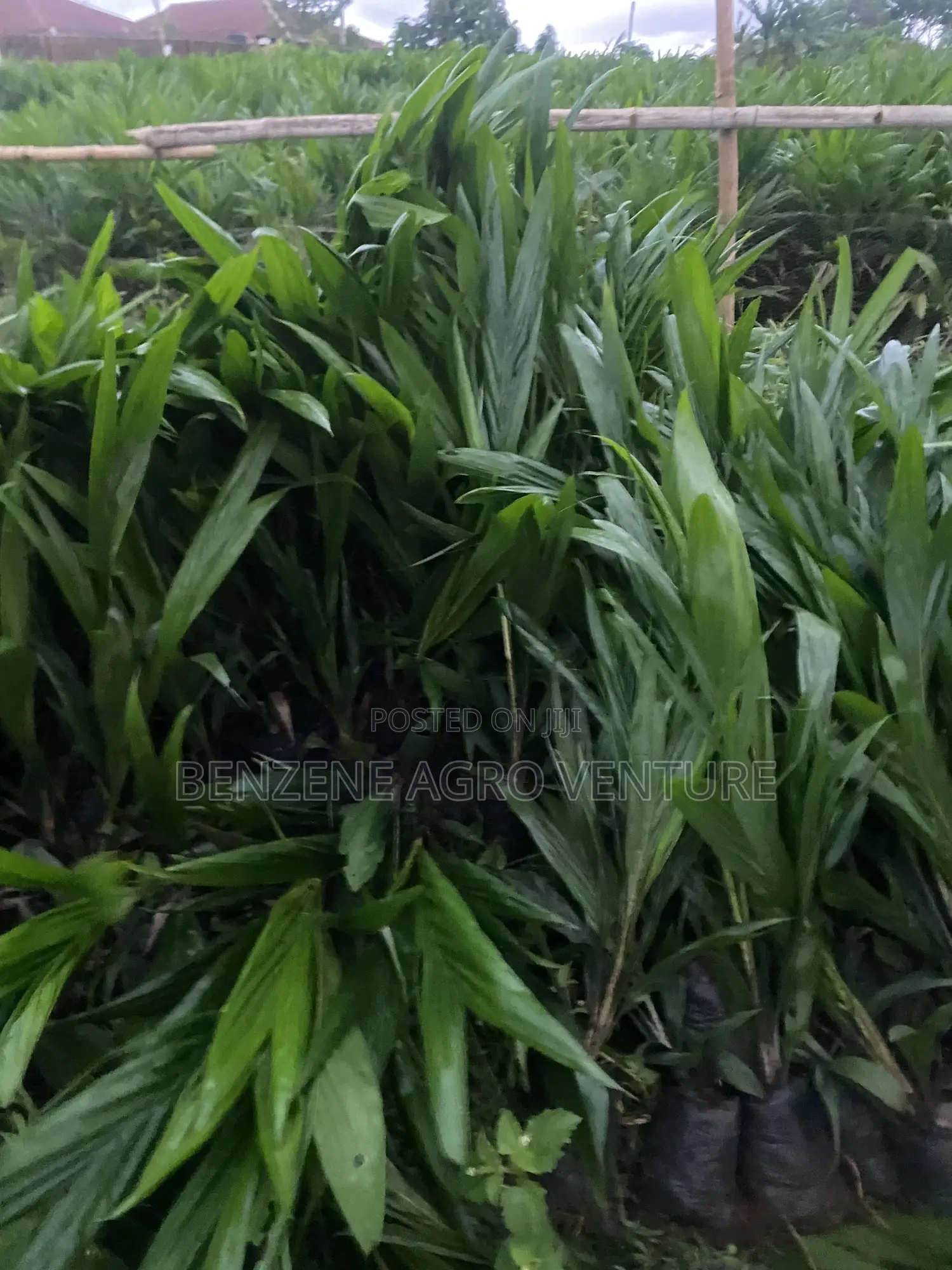 Tenera Palm Seedling.
