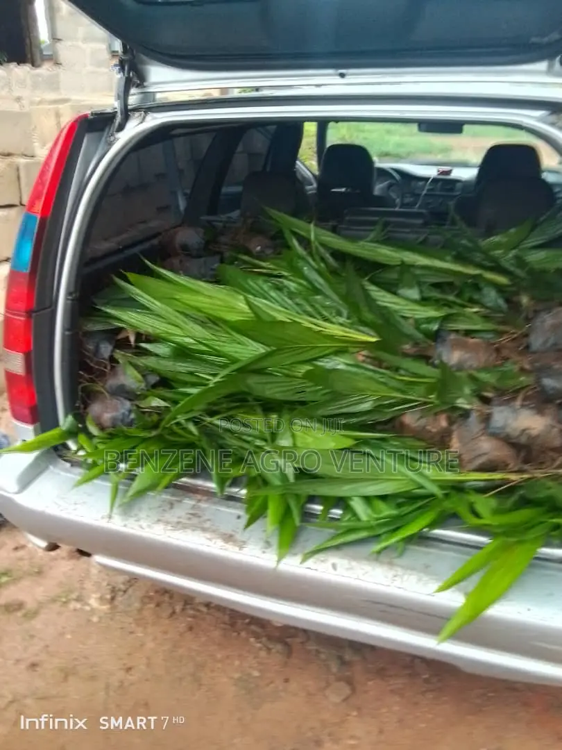 Palm Seedling