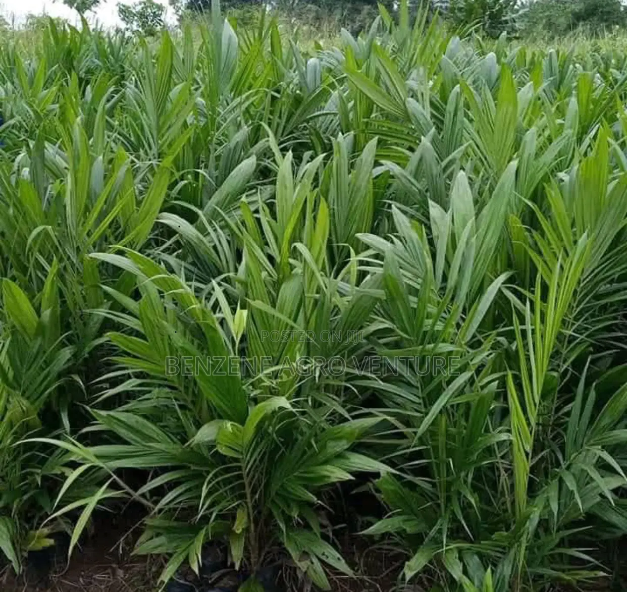 Palm Seedling