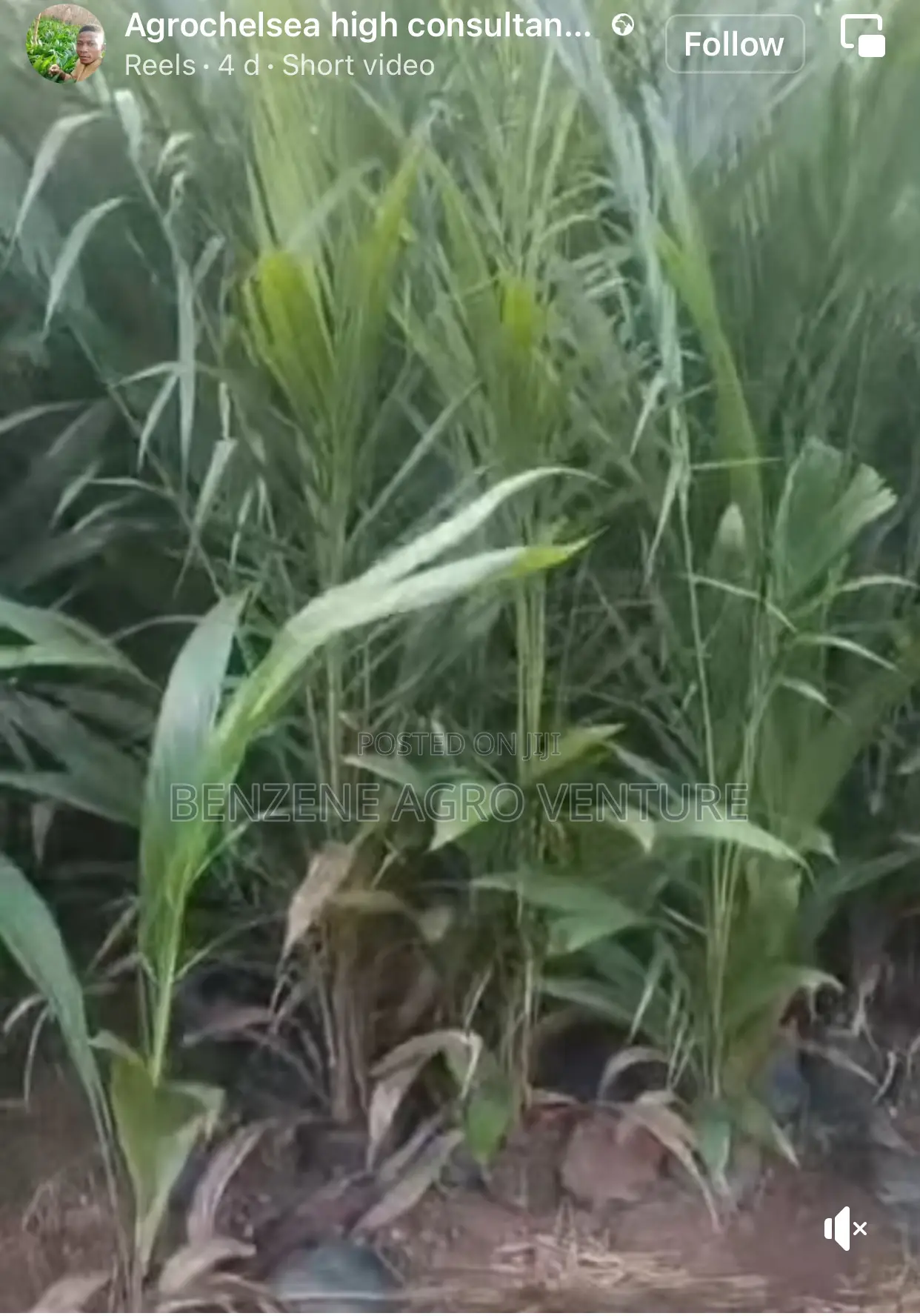 Palm Seedling