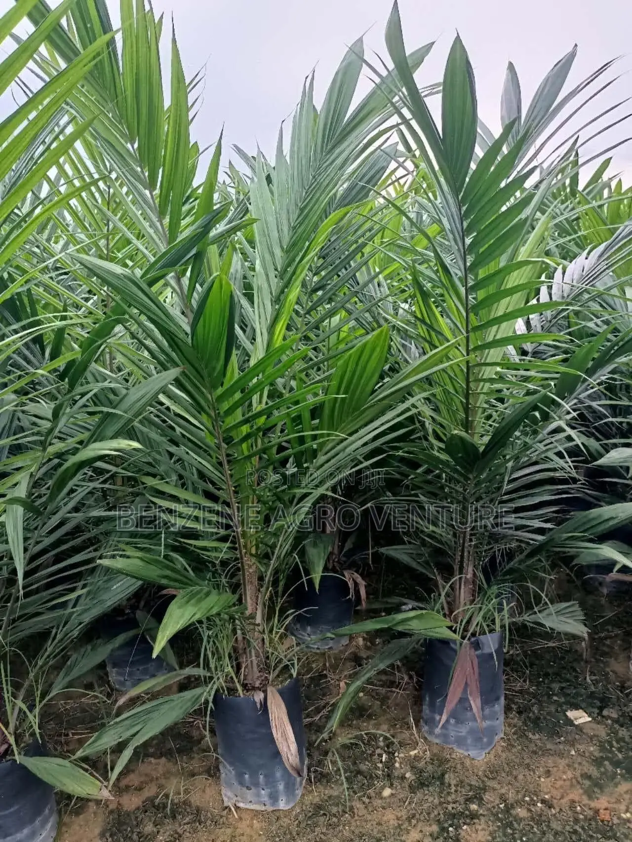 Palm Seedling