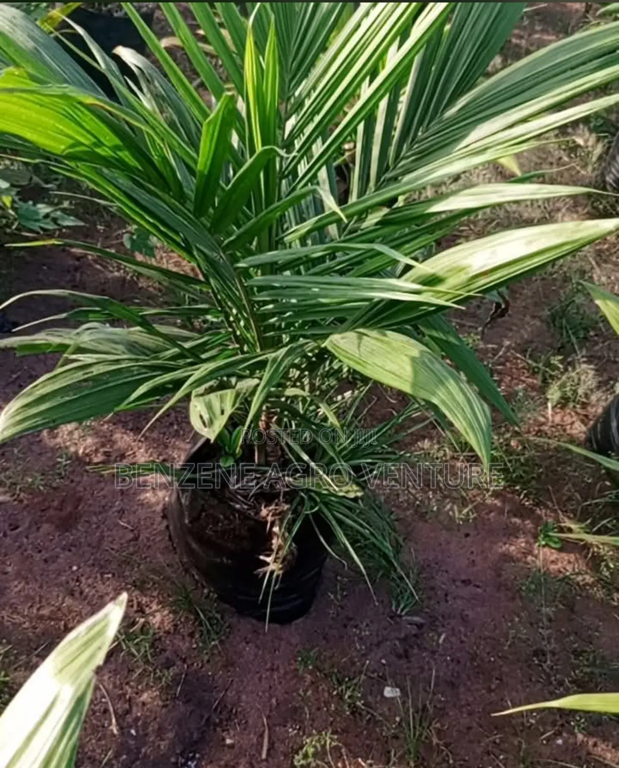 Palm Seedling