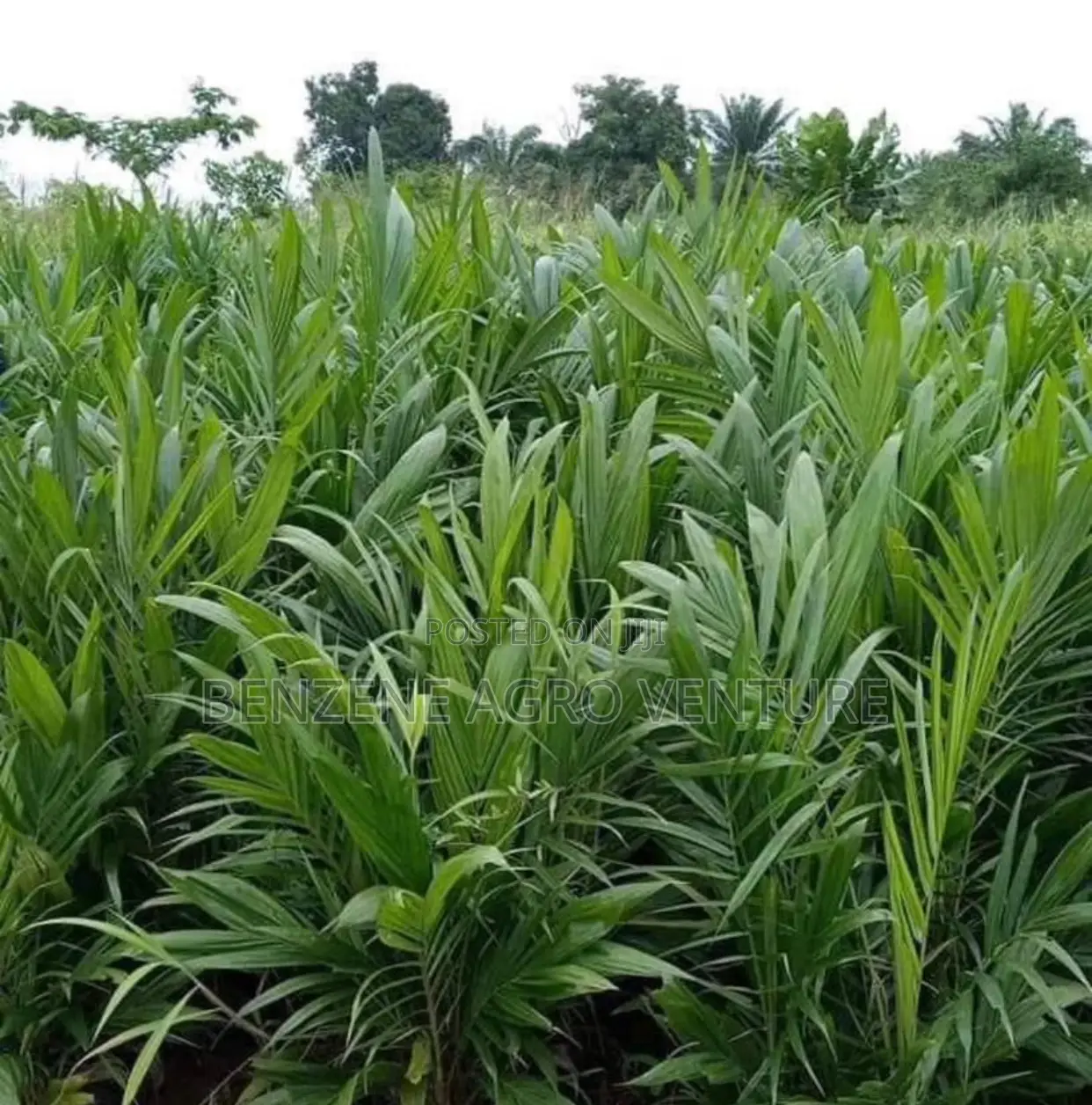 Palm Seedling