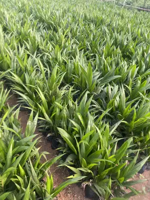 Palm Seedling