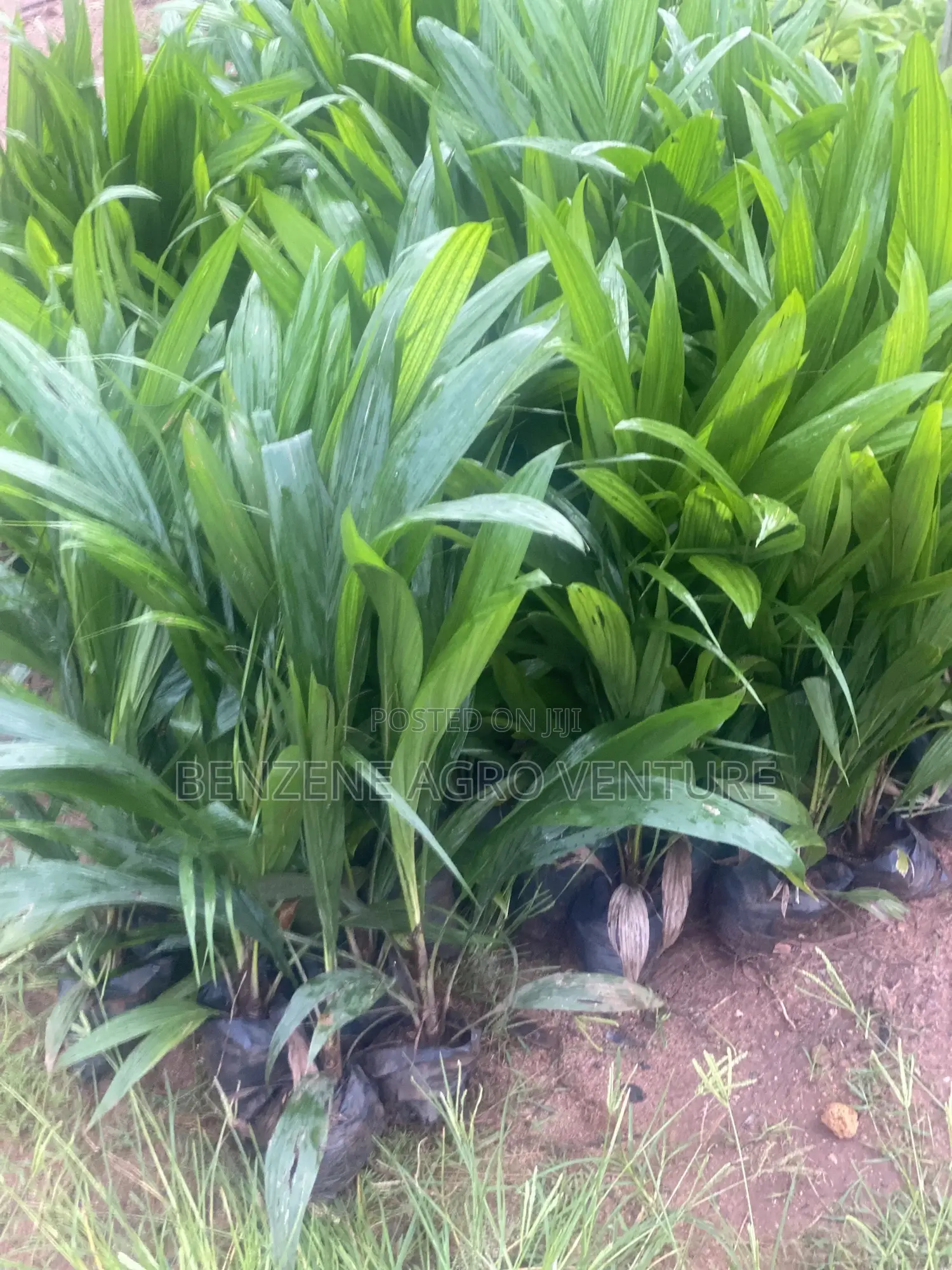 Palm Seedling