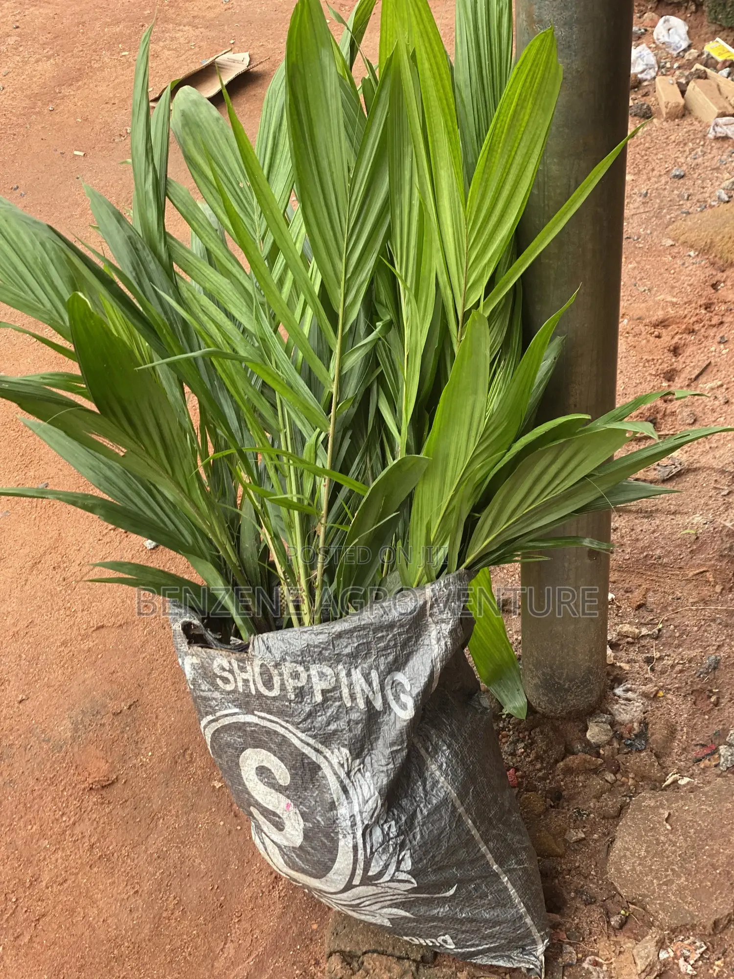 Palm Seedling