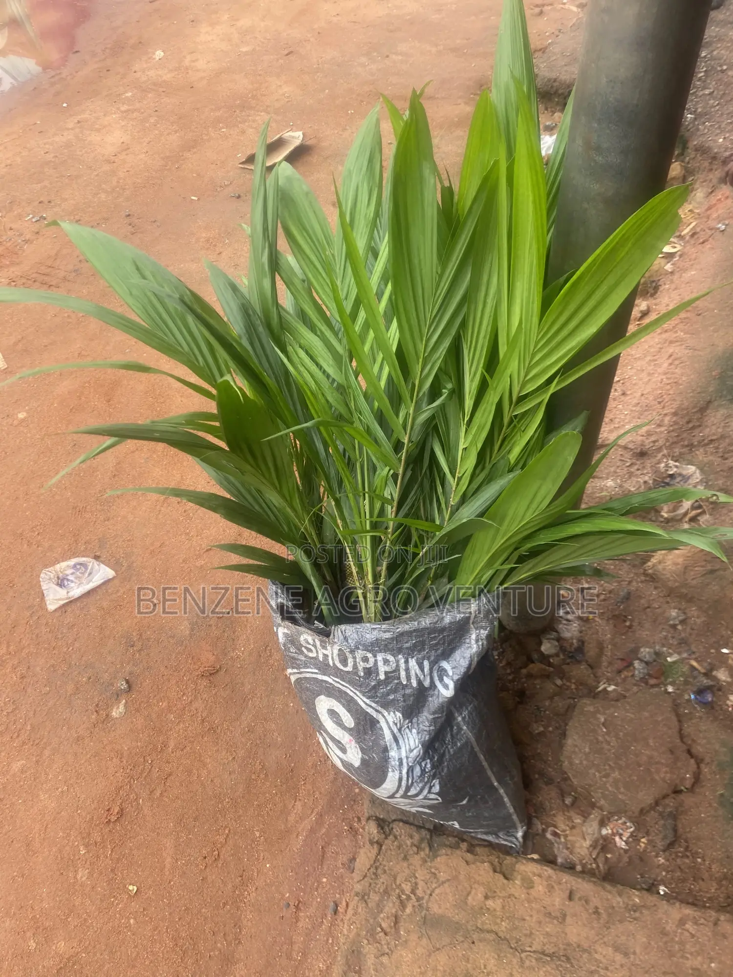 Palm Seedling