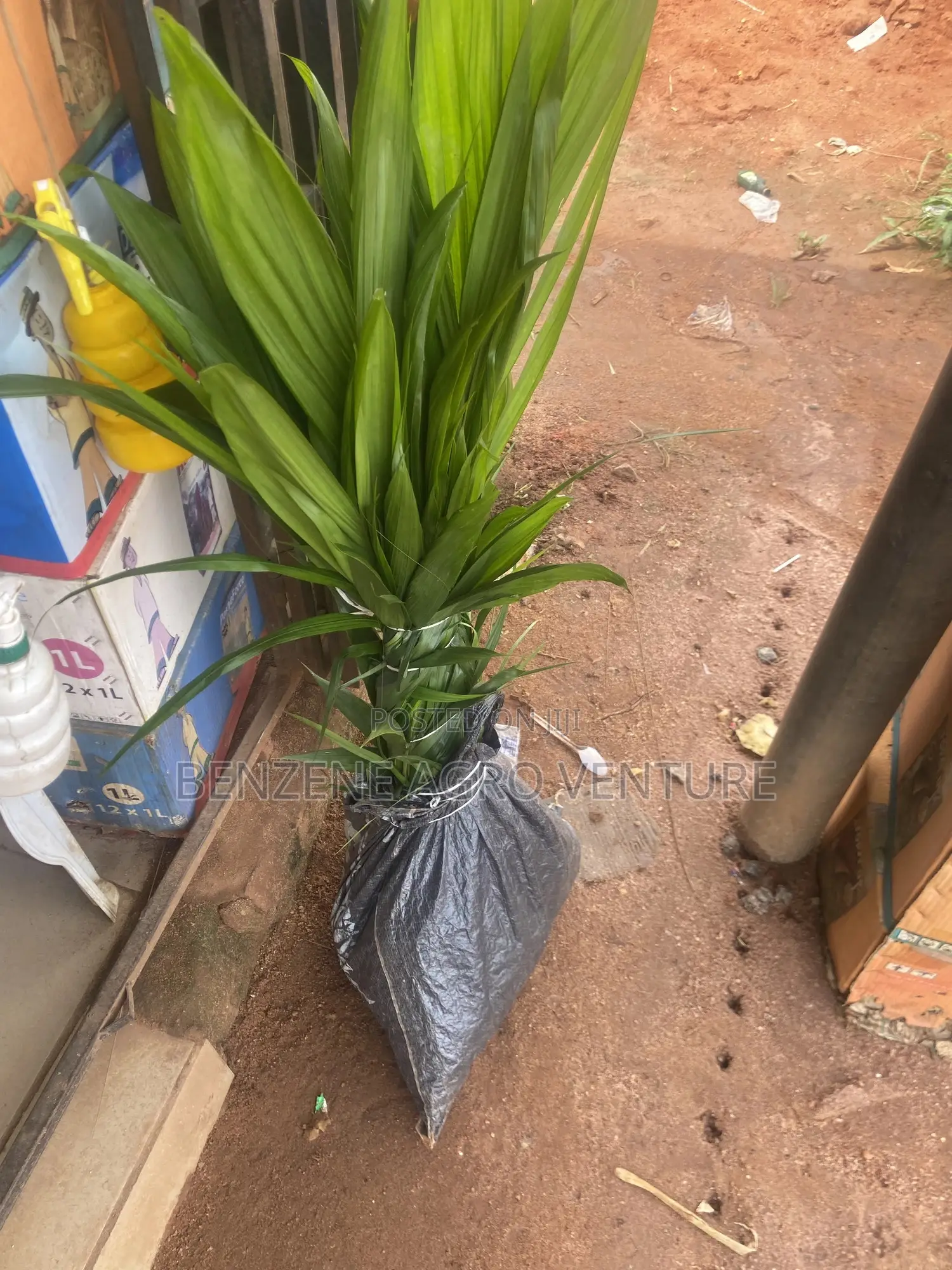 Palm Seedling