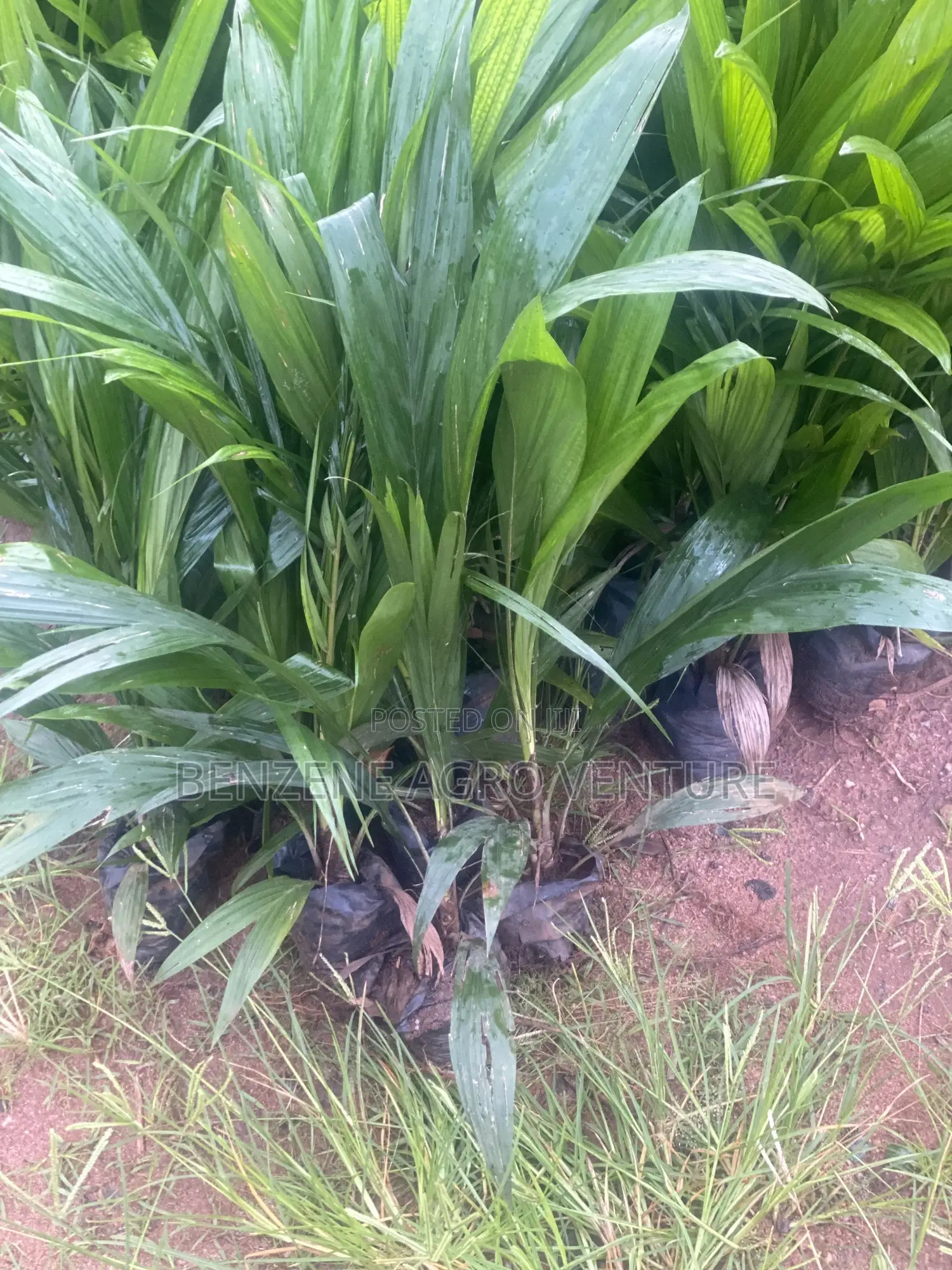 Palm Seedling
