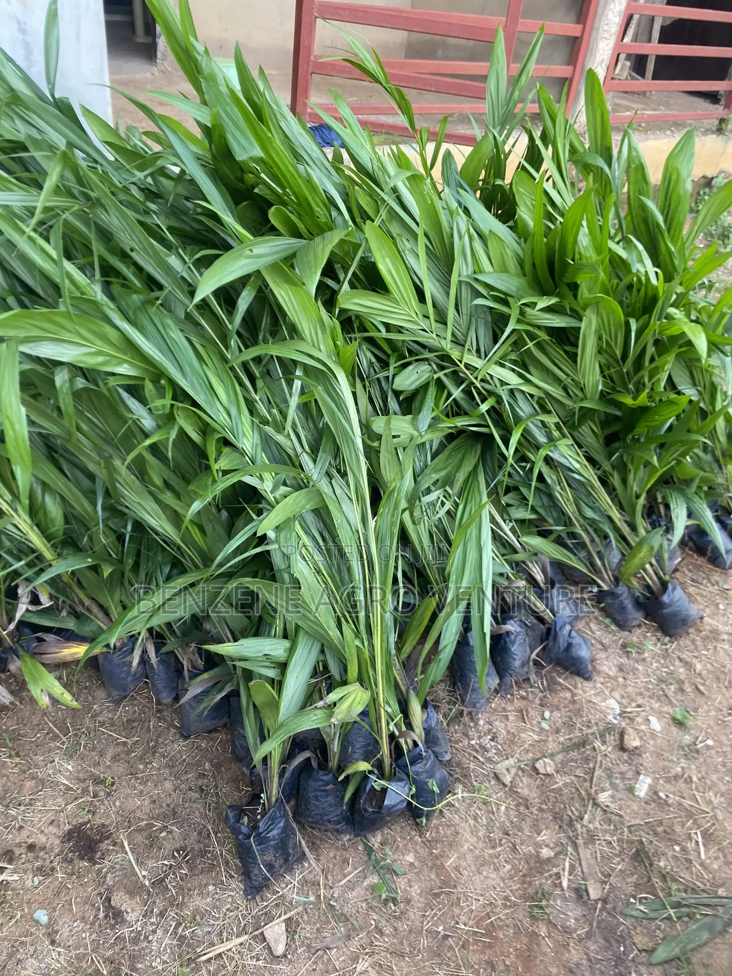 Palm Seedling