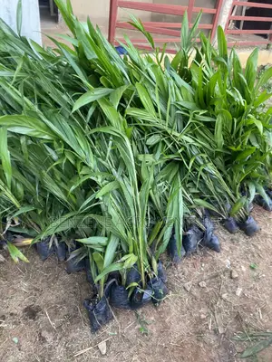 Palm Seedling