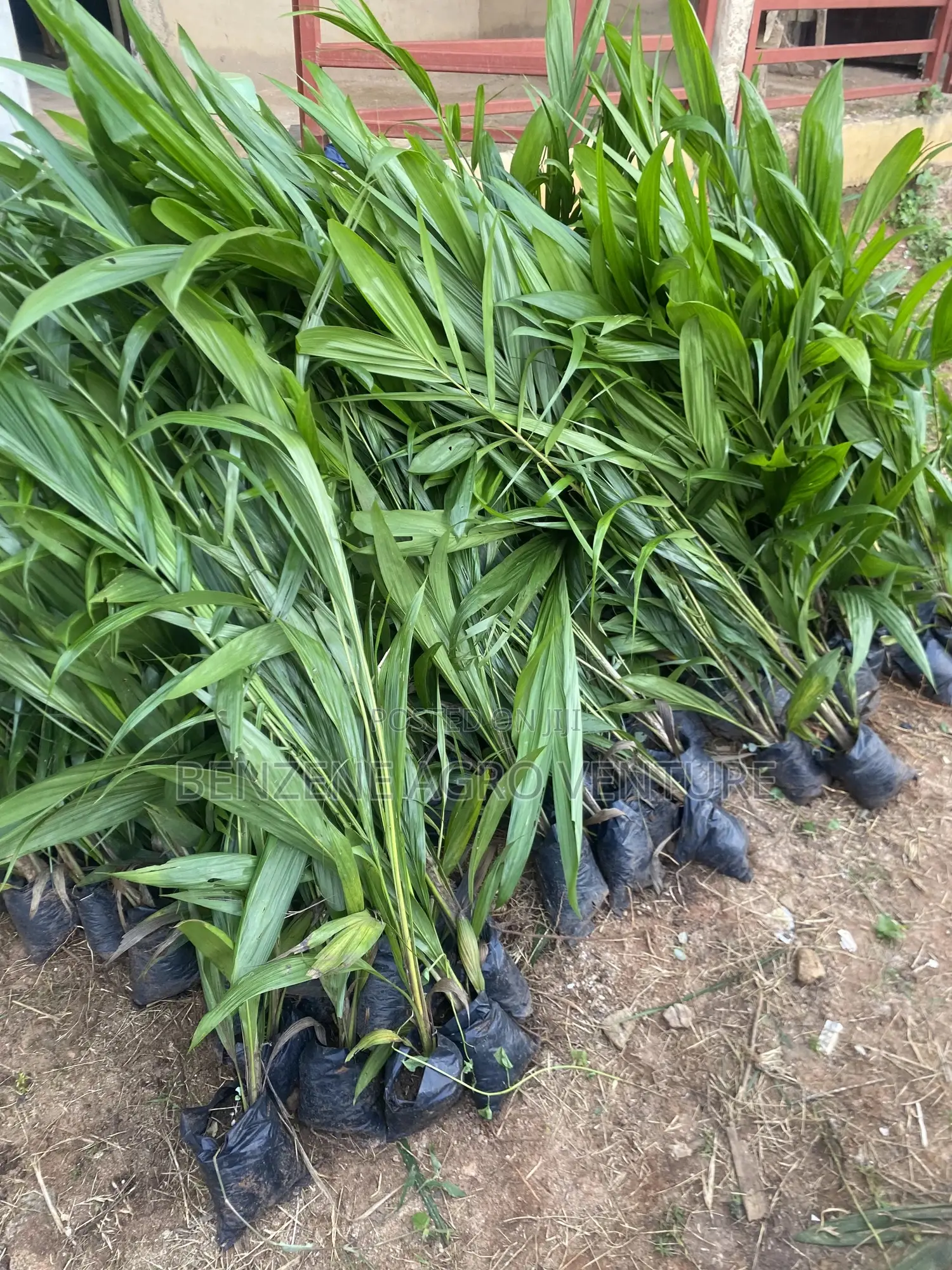 Palm Seedling
