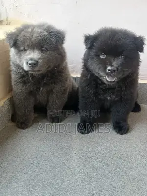0-1 month Female Purebred Chow Chow
