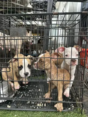 1-3 months Female Purebred American Pit Bull Terrier
