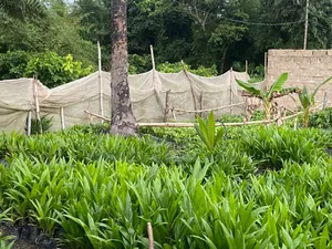 Palm Tree Seedlings