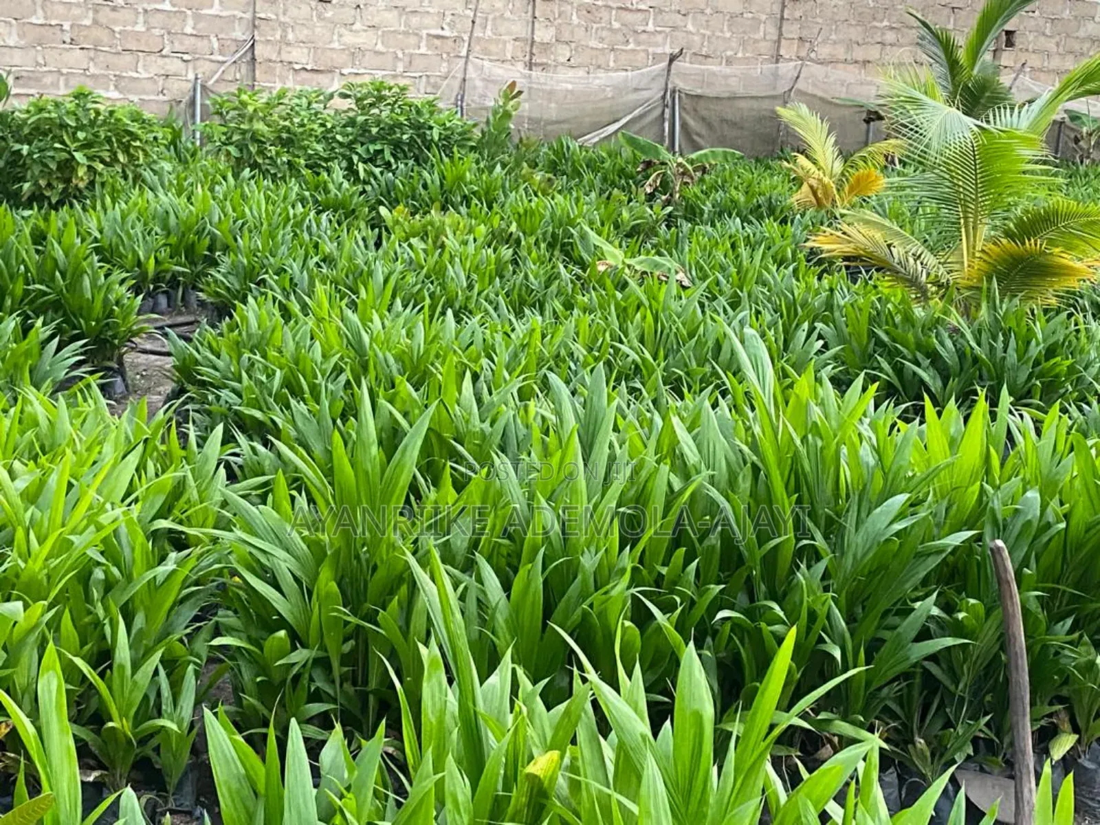 Palm Tree Seedlings