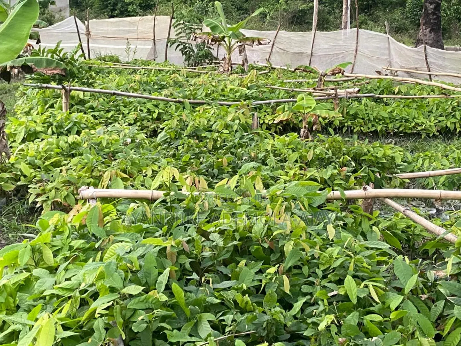 Cocoa Seedlings