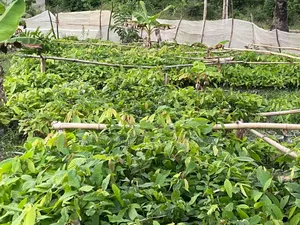 Cocoa Seedlings