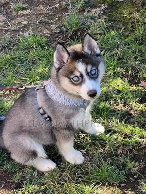 1-3 months Male Purebred Siberian Husky