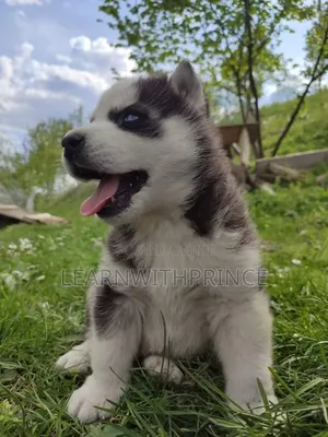 1-3 months Female Purebred Siberian Husky
