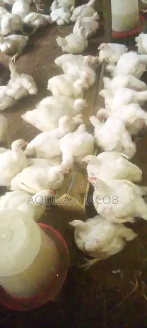 Live Broiler |Pick Up in Kiyi, Kuje Road| Delivery:- Kuje and Gwags