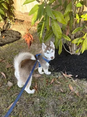 1-3 months Female Purebred Siberian Husky