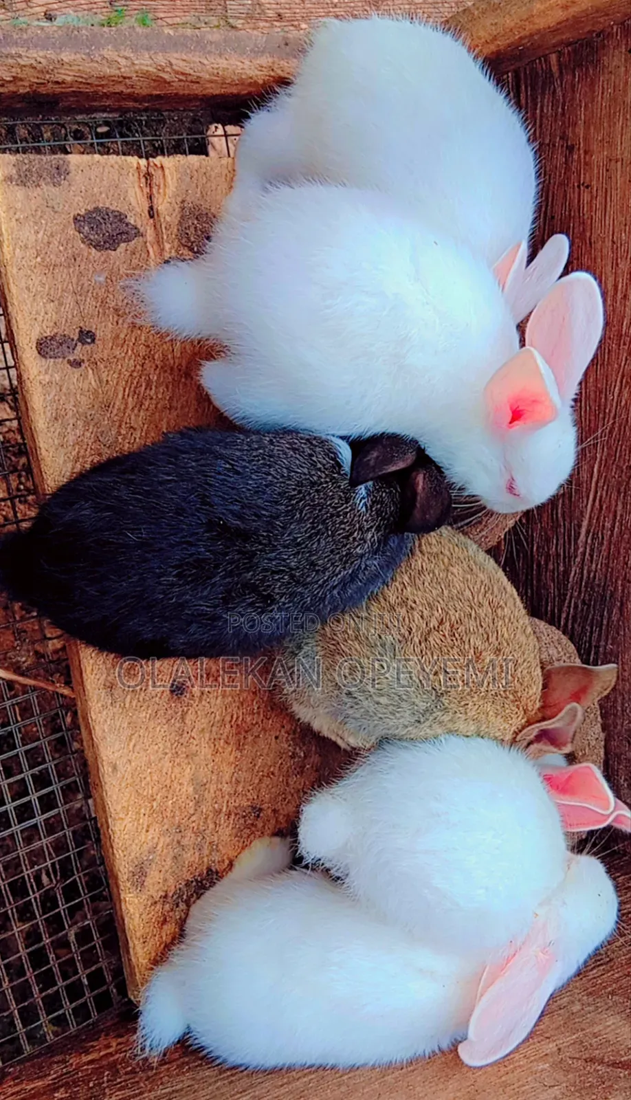 Weaners Rabbit 4000
