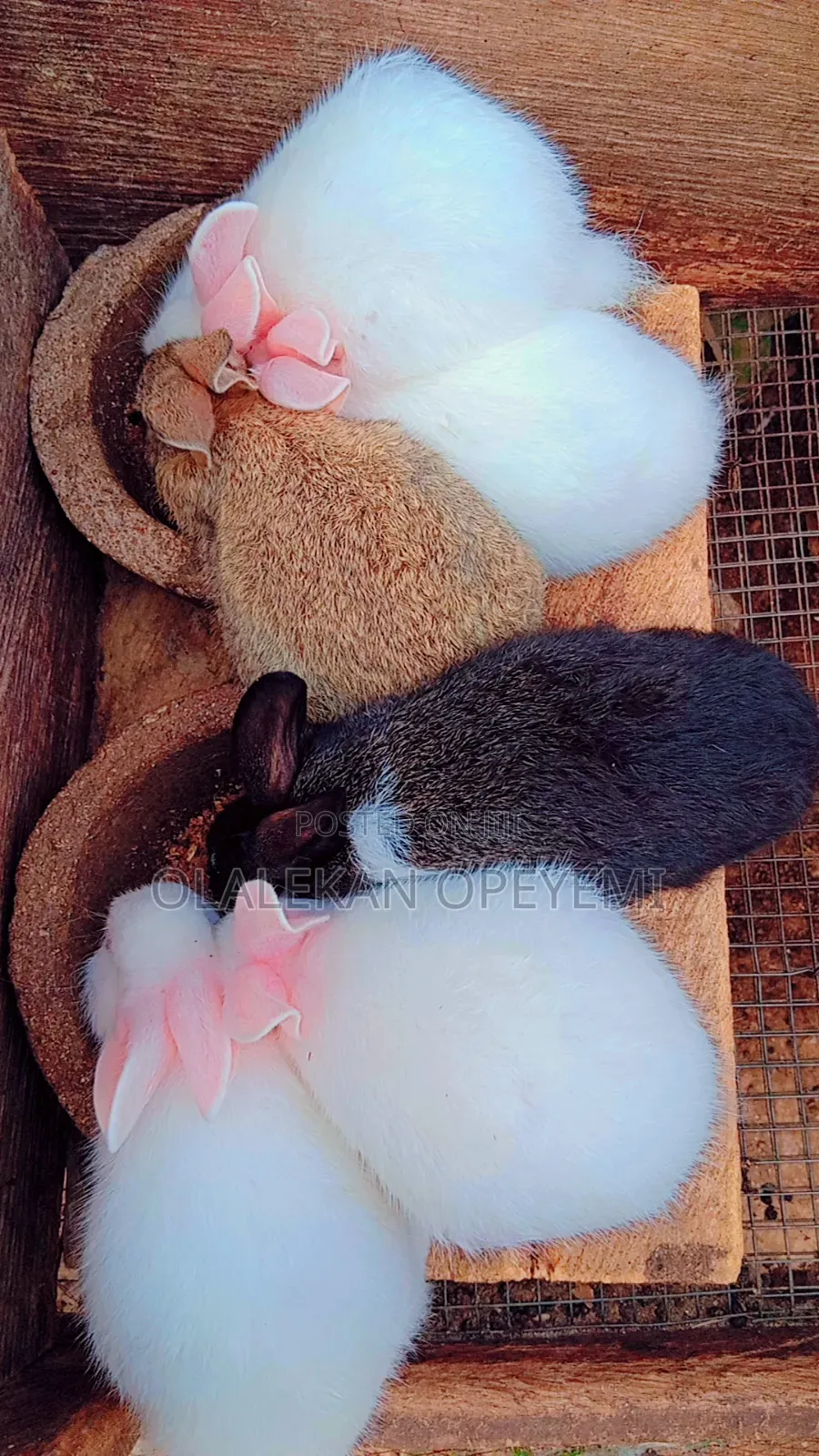 Weaners Rabbit 4000