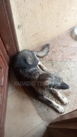 1+ year Female Purebred Caucasian Shepherd