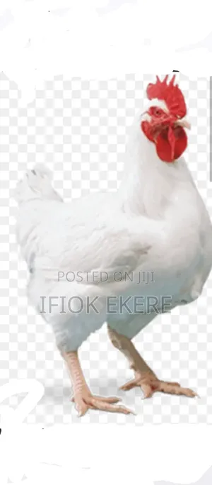 Healthy Poultry Chickens