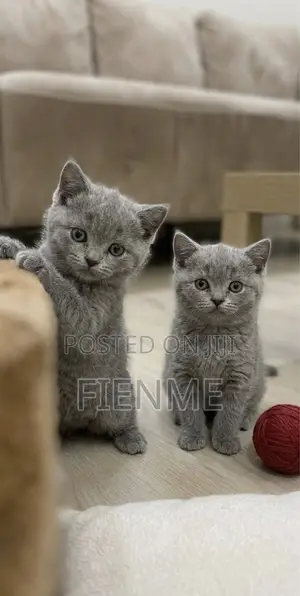 1-3 months Female Purebred British Shorthair