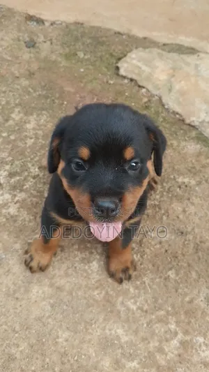 3-6 months Male Purebred Rottweiler