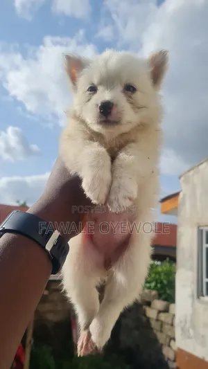 1-3 months Female Purebred American Eskimo