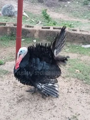 7months Male N Female Turkey