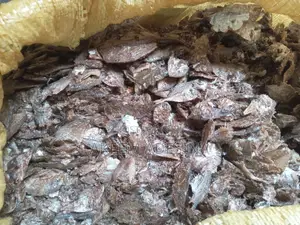 Fish for Dog Food