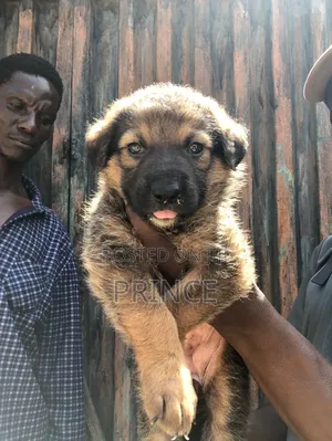 1-3 months Female Purebred German Shepherd