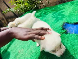 1-3 months Female Purebred American Eskimo