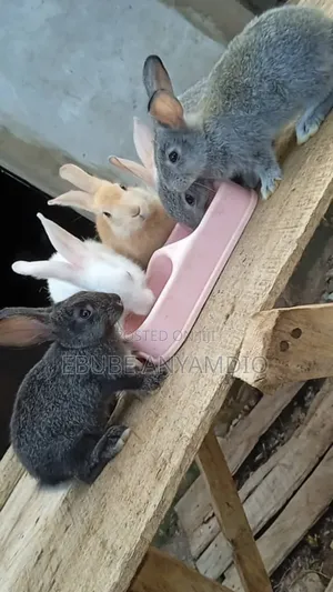 Various Breeds Of Bunnies (Rabbits) Available For Rehoming