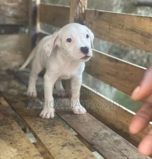 1-3 months Female Purebred American Pit Bull Terrier