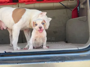 1-3 months Female Purebred American Bully